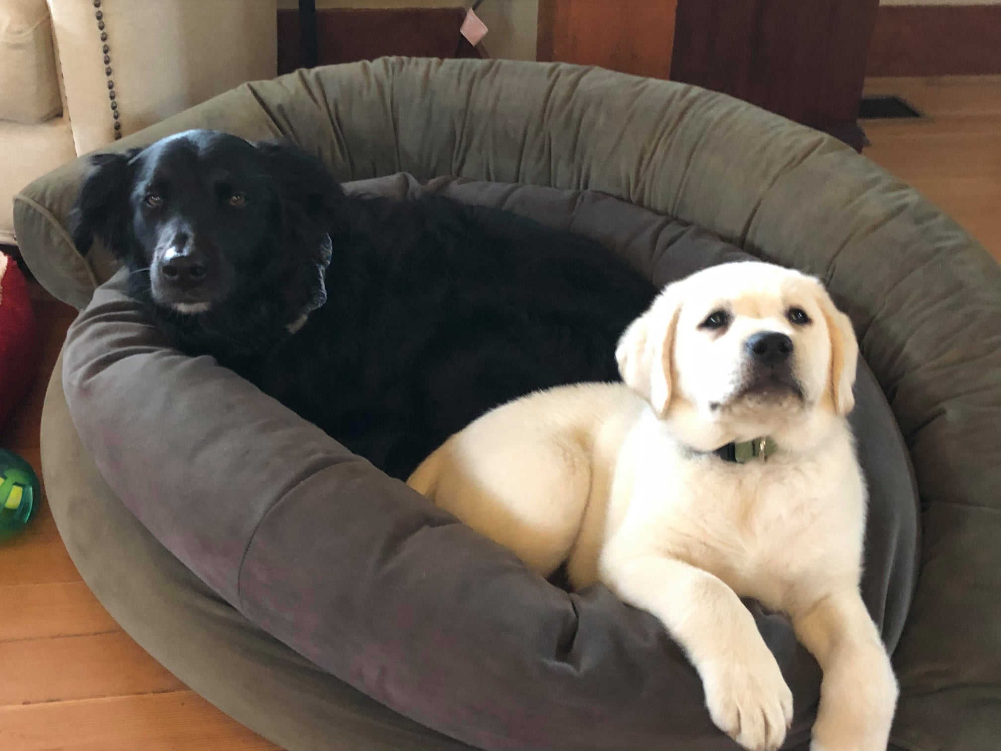 Rare Pearl Labradors | La Center WA