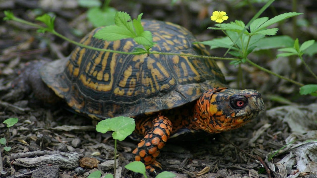Europäische... - Europäische Landschildkröten