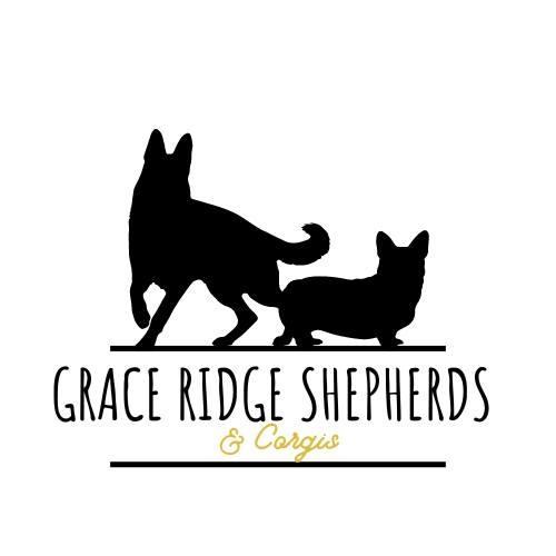Grace Ridge Shepherds &... - Grace Ridge Shepherds & Corgis