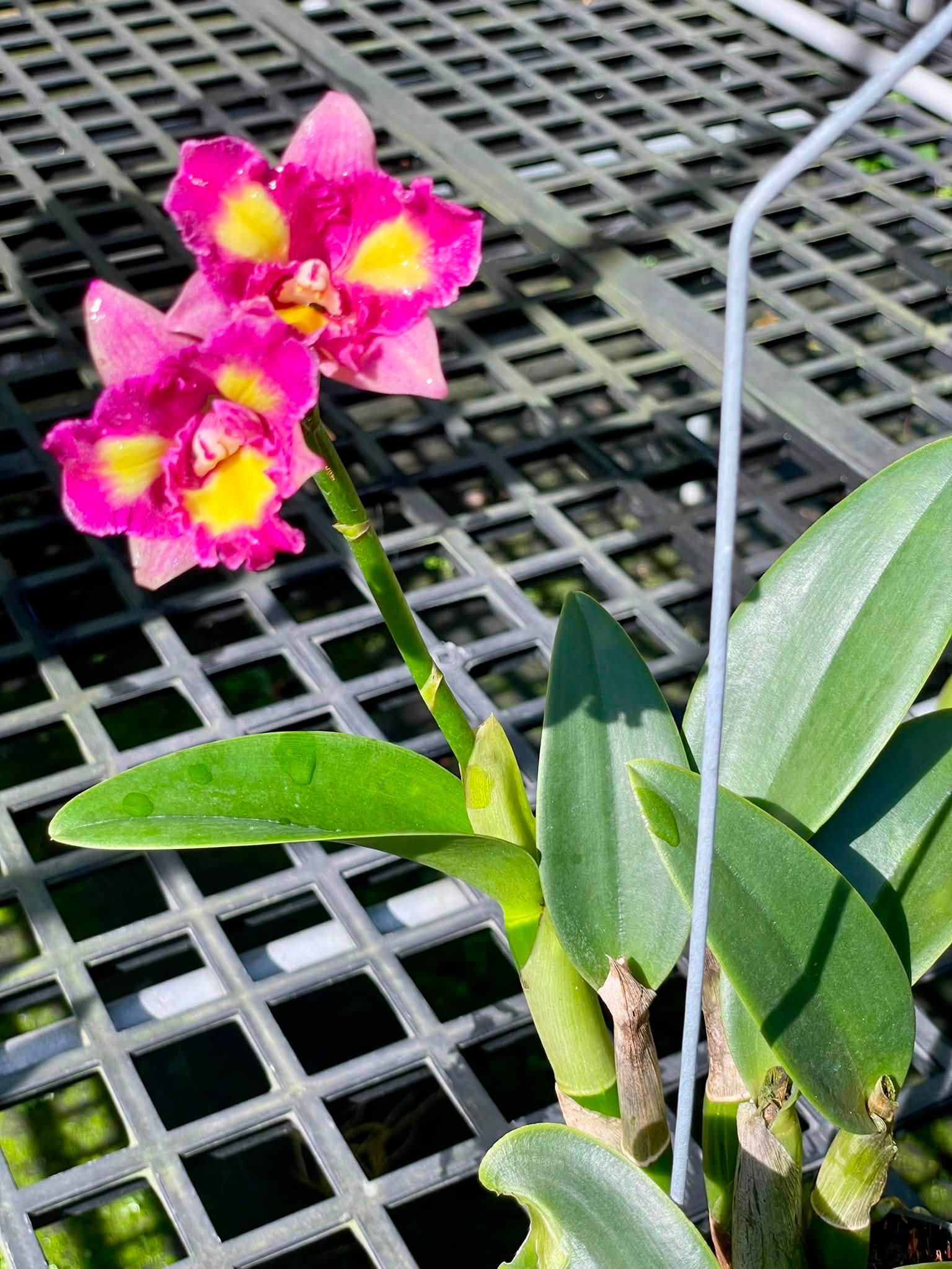 桜紅蘭 新花