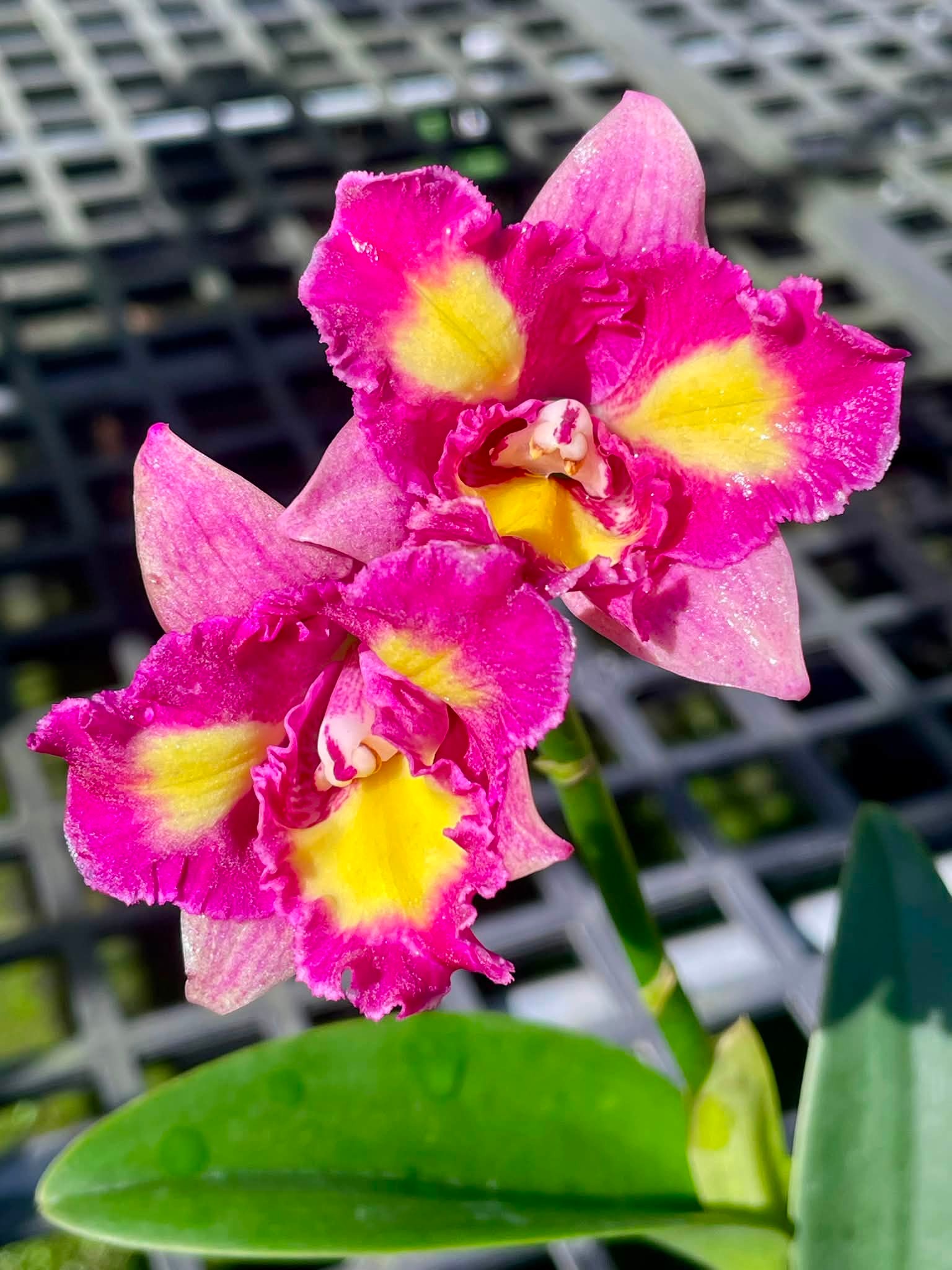 新花