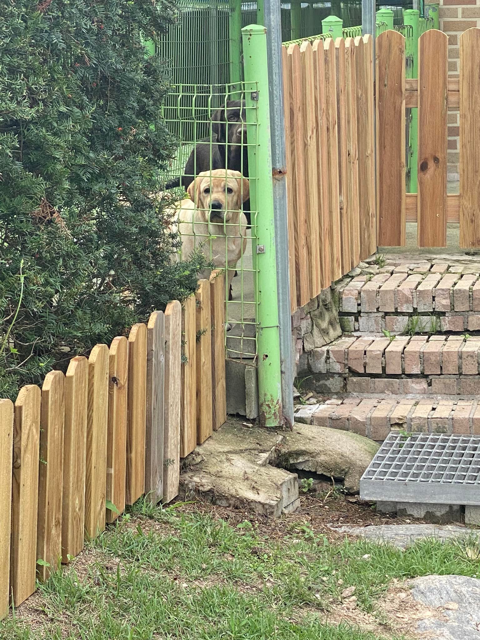 นูน่าไปยังอะ นูน่าจะมารับไหมอะ... - Dobby Bambii labrador | Facebook