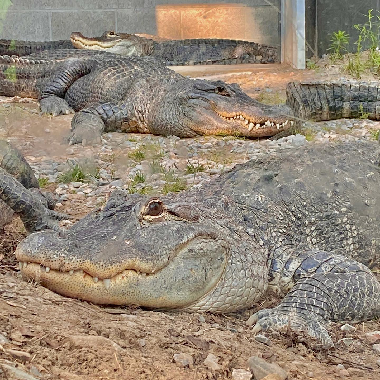 Real Gators 🐊 and 🦕 Dinosaurs !... - Canada's Dinosaur Park