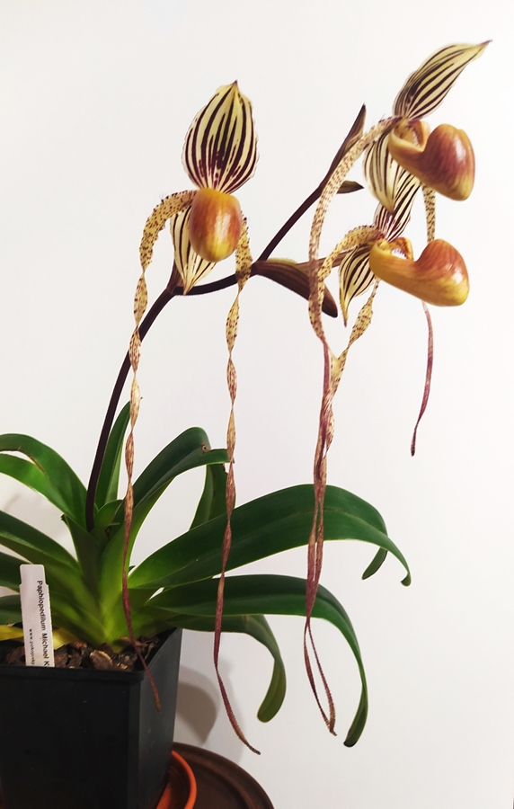 Paphiopedilum Sander's Pride (stonei x sanderianum)
