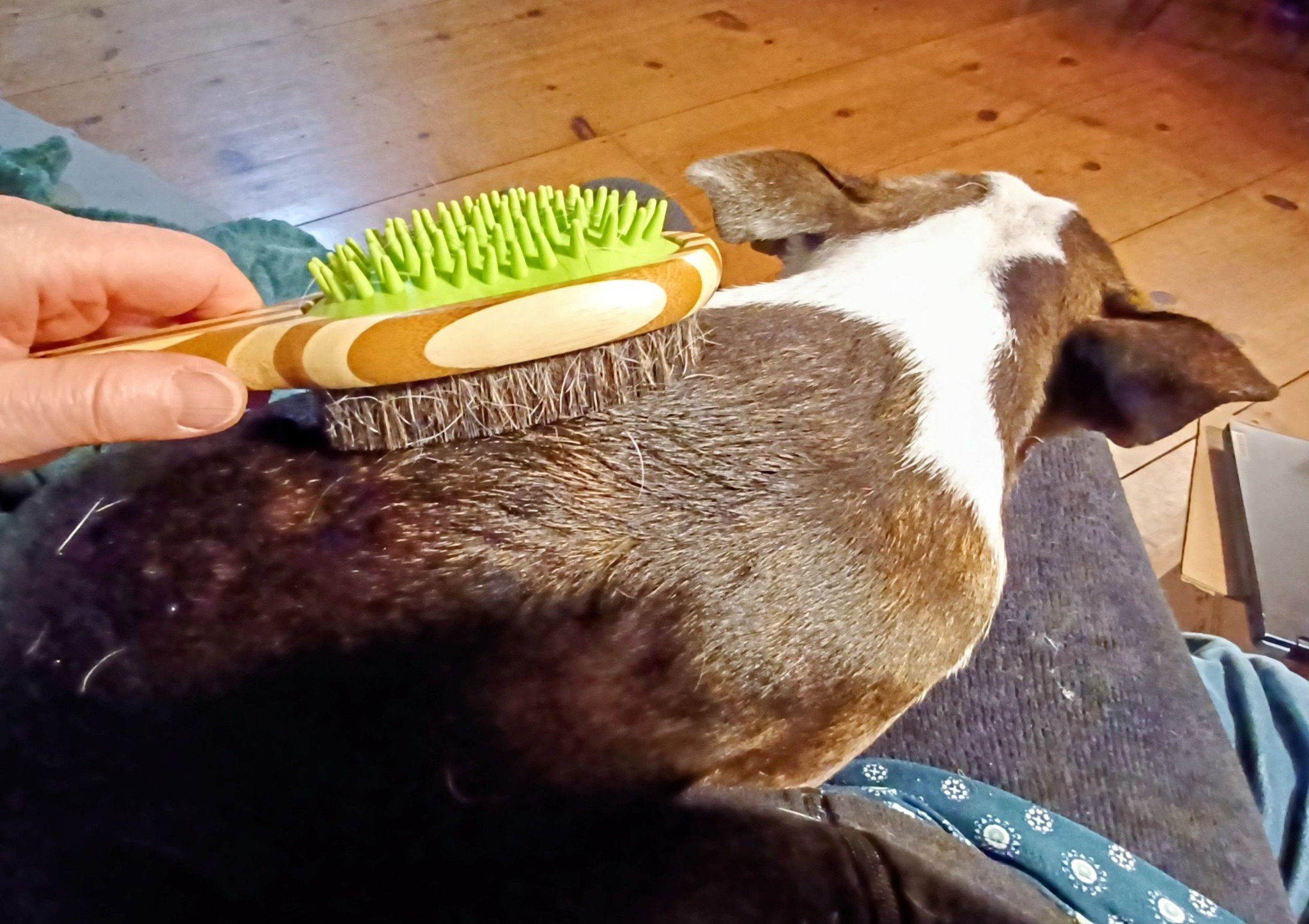 What kind of brushes do y'all use on your Boston terriers? I'm
