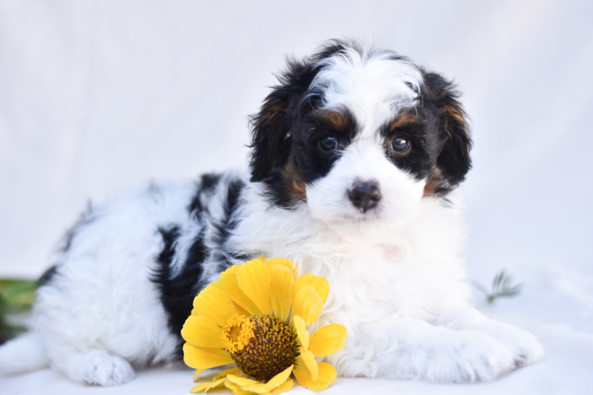 Papipoo characteristics and temperament