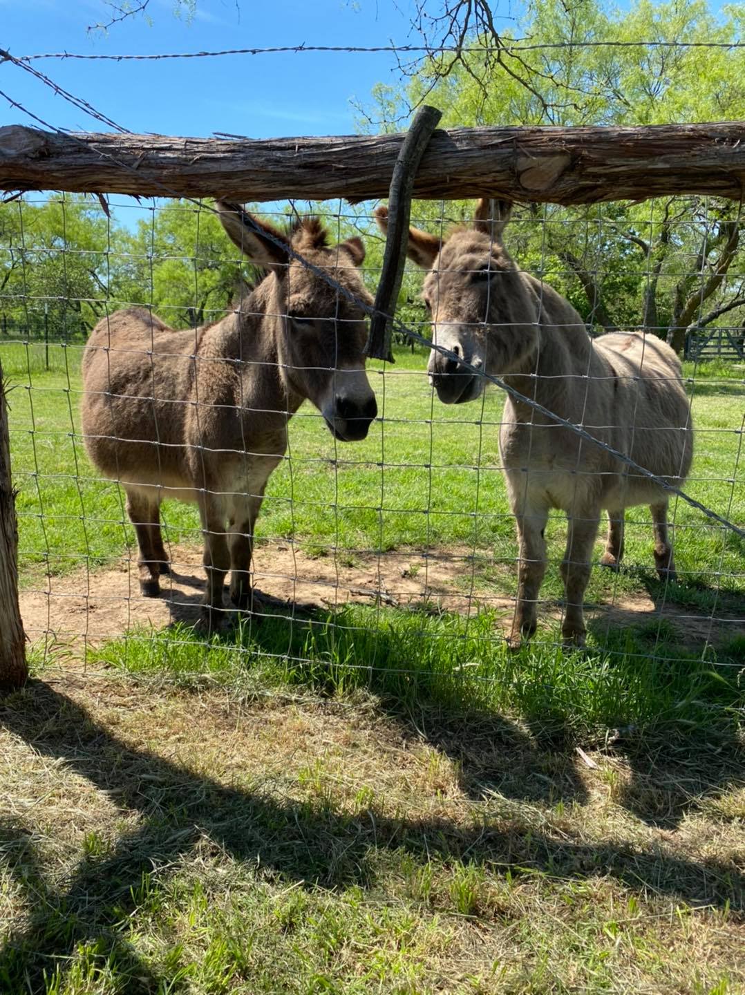 Beautiful weather brought out a... - Russell Farm Art Center | Facebook