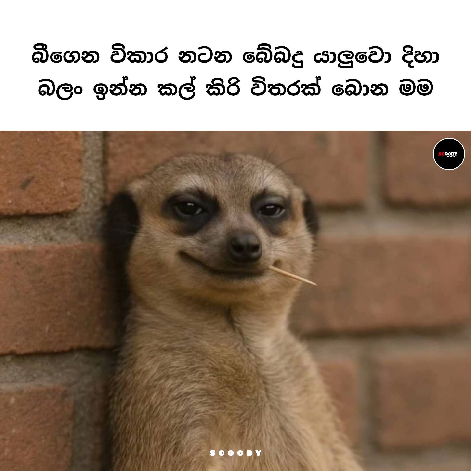 Senaka Rajapaksha