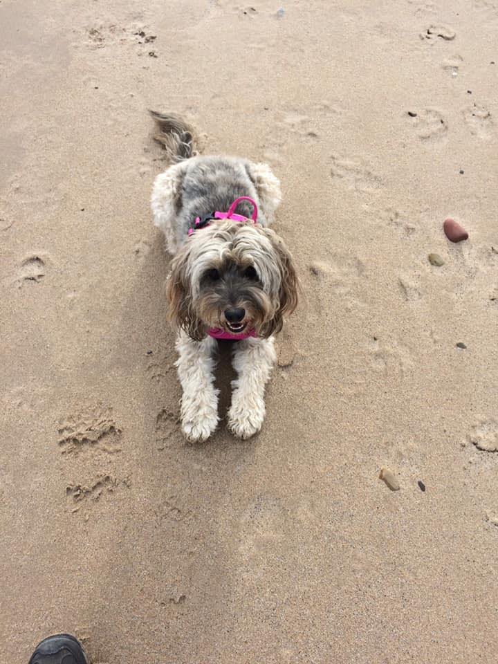 Cockapoo Emoji - So adorable 💕🐾💕🐾😍 @littlemissrubyroo . . . . . . # ...