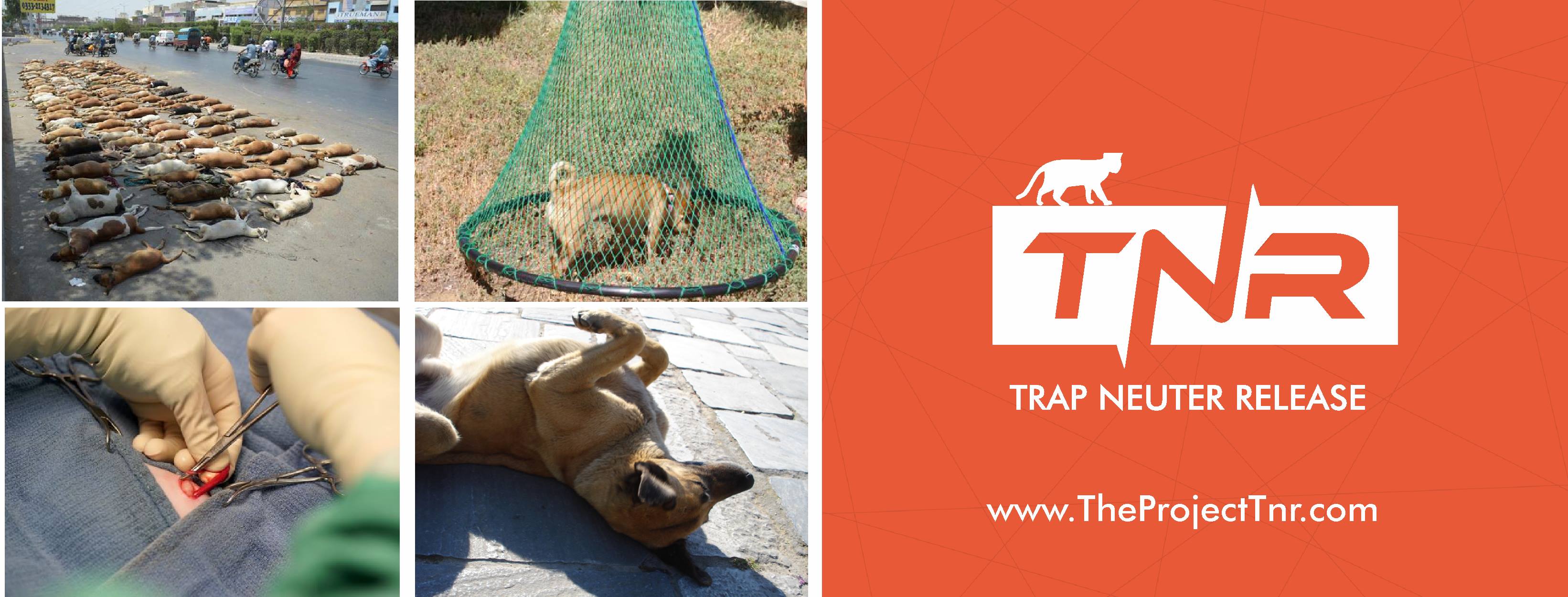 The Project TNR