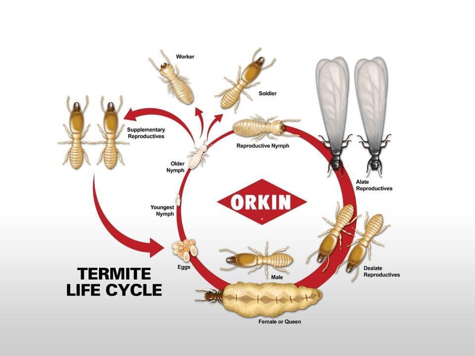 Blue Star Pest & Termite Management | Wamuran Basin QLD