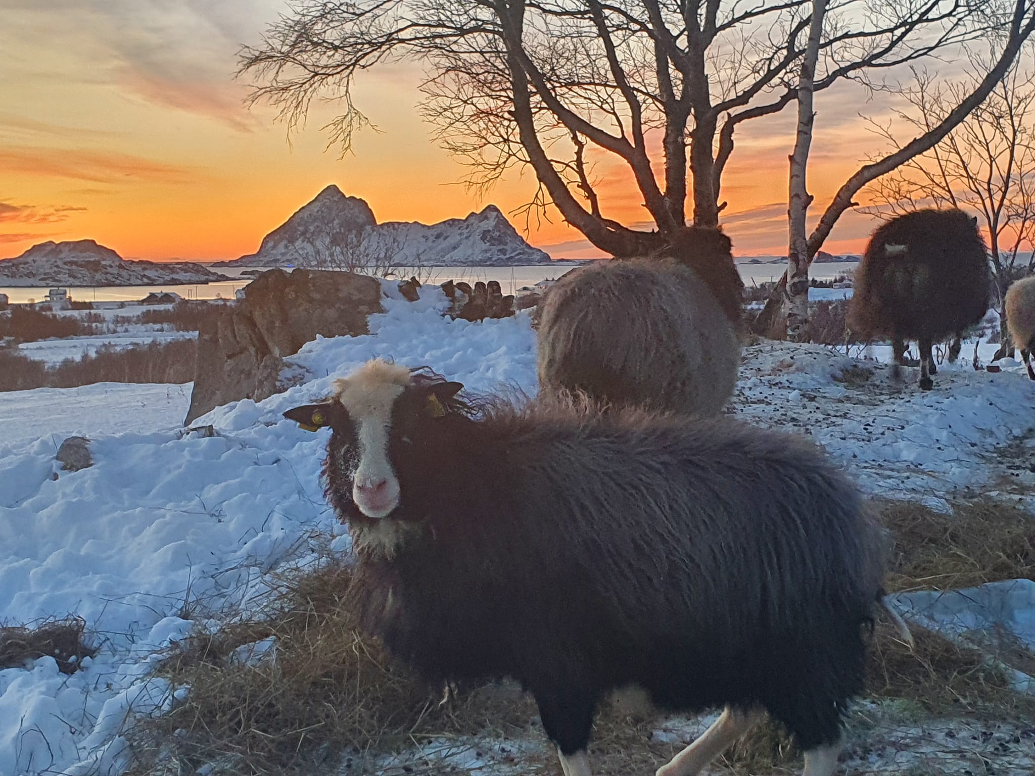 Godviking Mat | Bø i Vesteralen