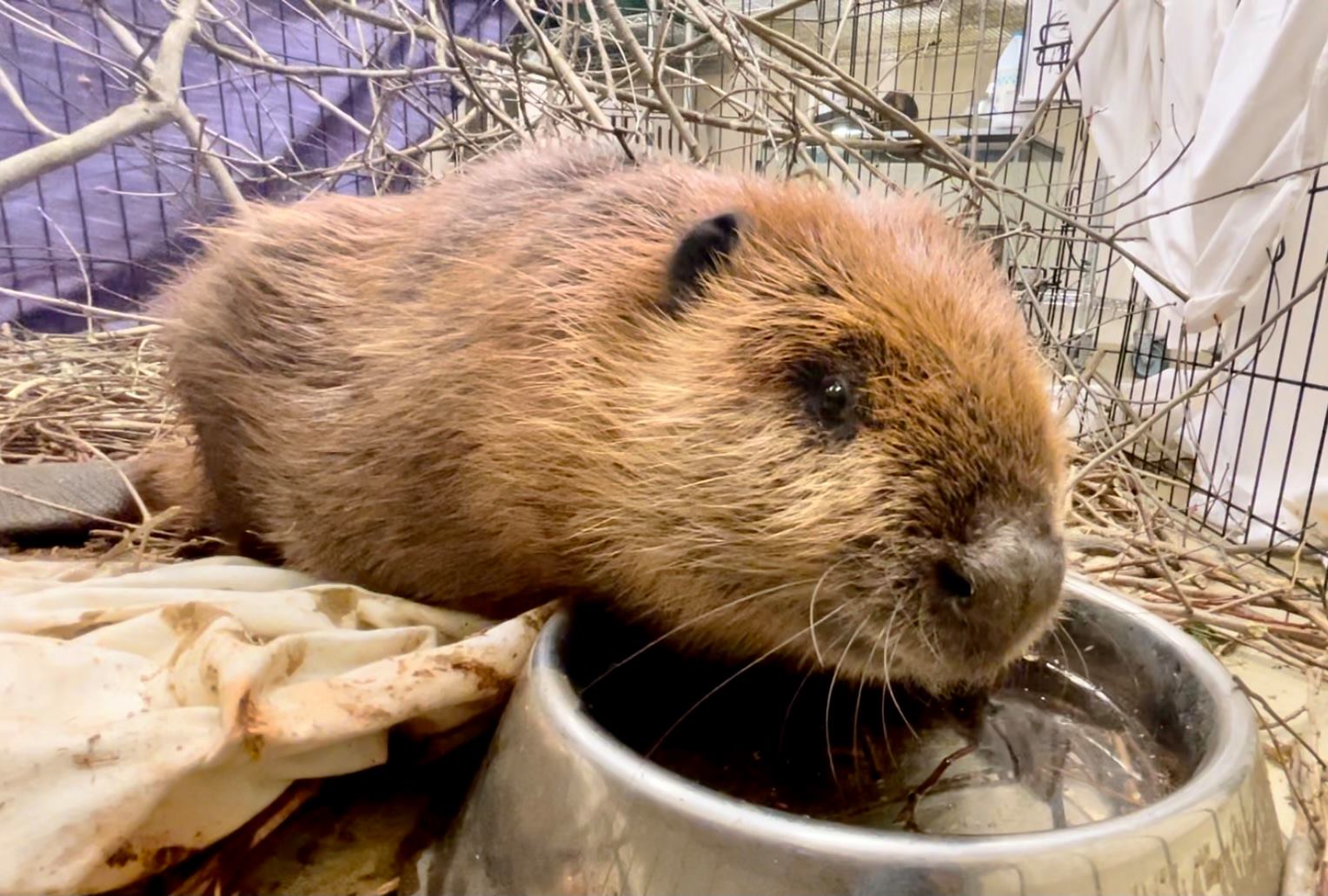 Our American Beaver from... - Blue Ridge Wildlife Center