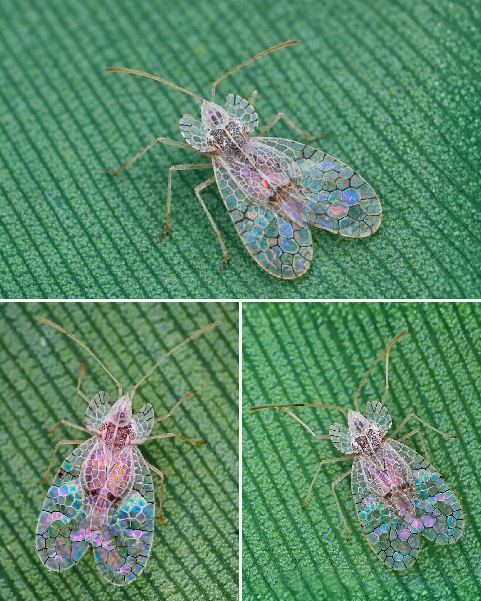 Sir David Attenborough | Lace bug (Family: Tingidae) | Facebook