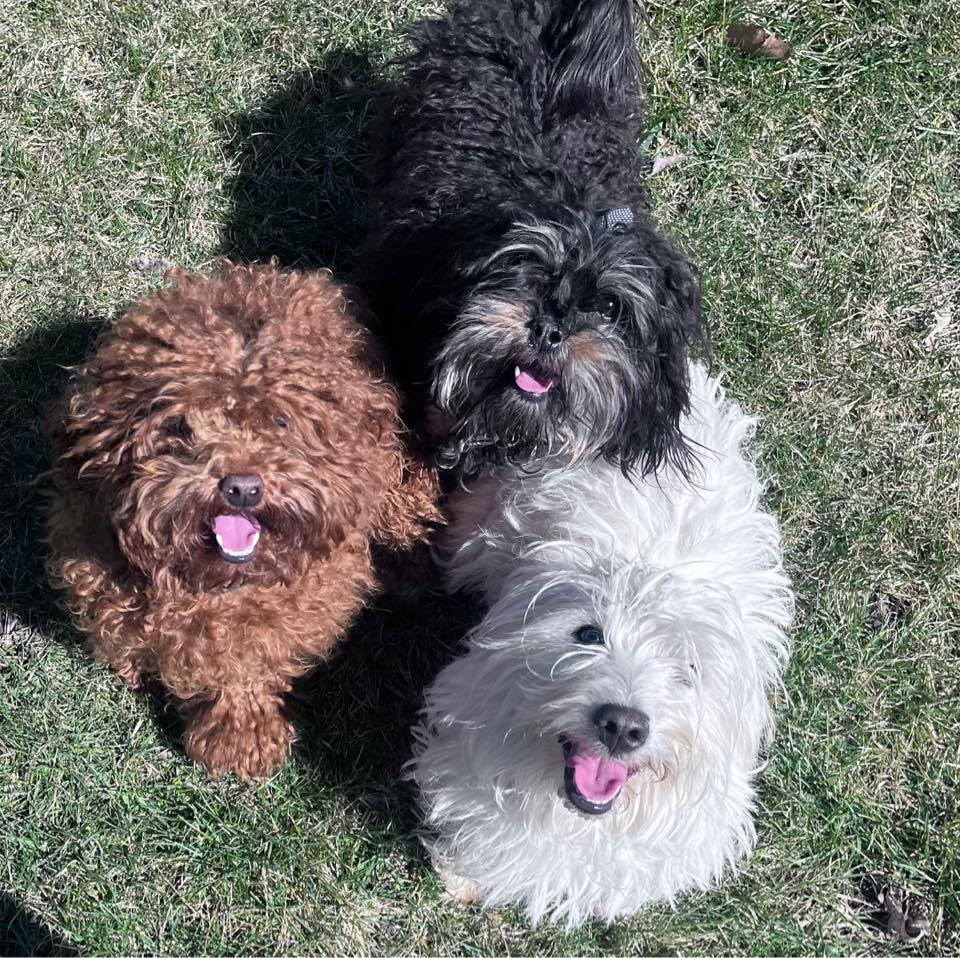 #cavapoos #7weeks | Dottie’s Doodles
