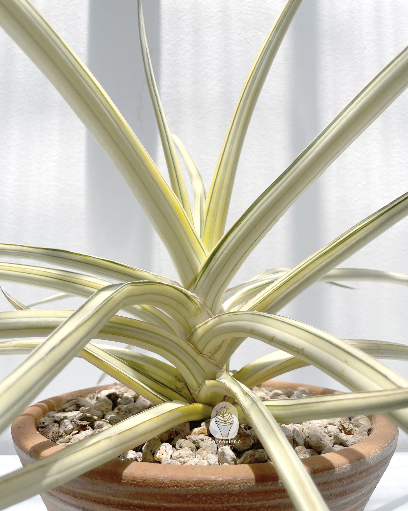Sansevieria Super Star Variegated - #Sansevieria