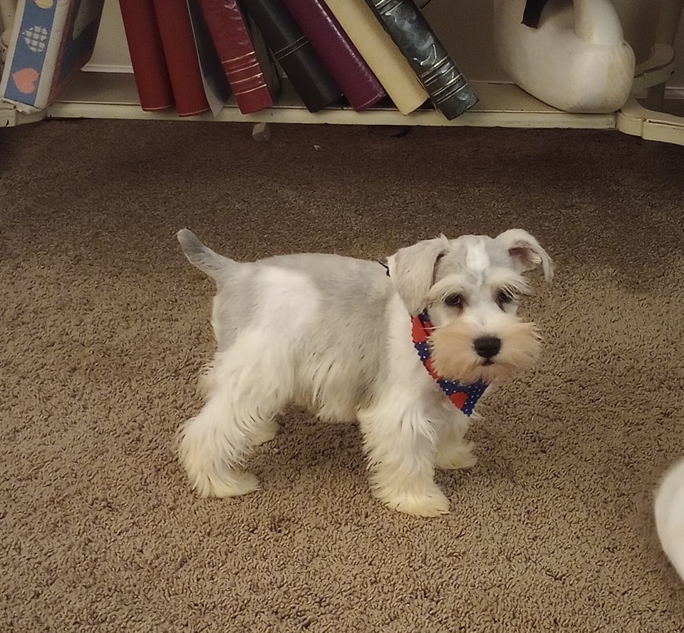 Ruth's Miniature Schnauzers | Montezuma GA