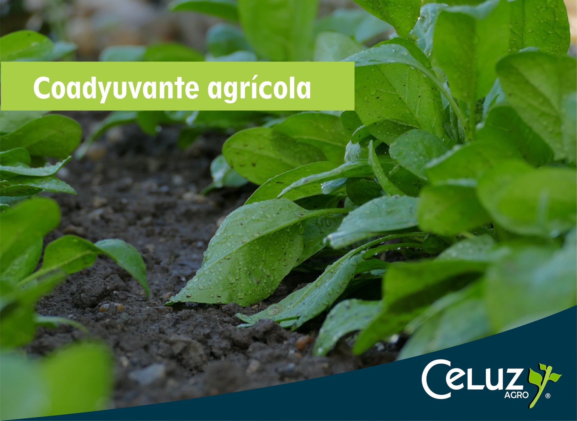 Celuz Agro - ¿Qué son los coadyuvantes? Los coadyuvantes también ...