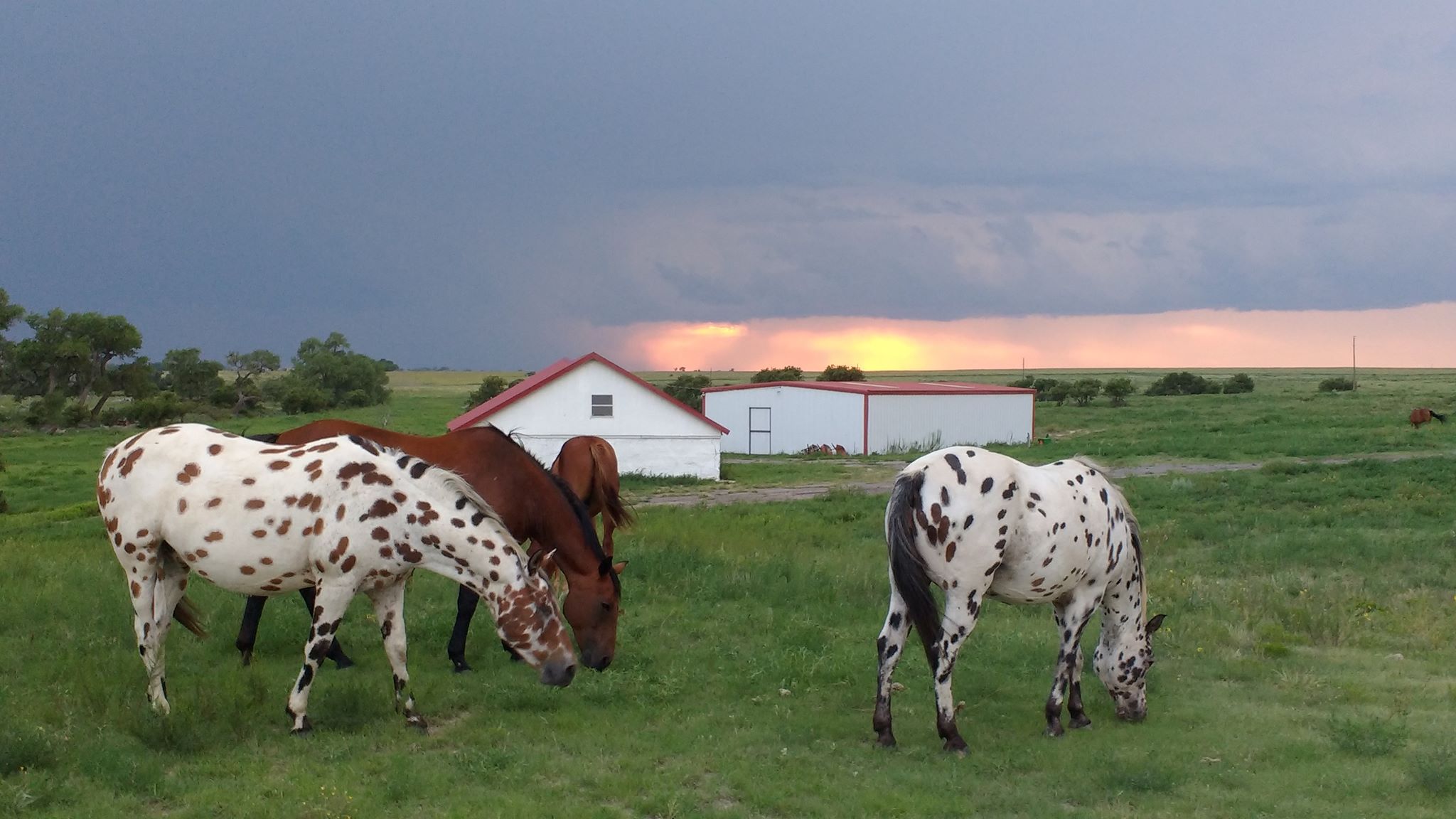 Blue Rose Ranch Horse Retirement Community | Springfield CO
