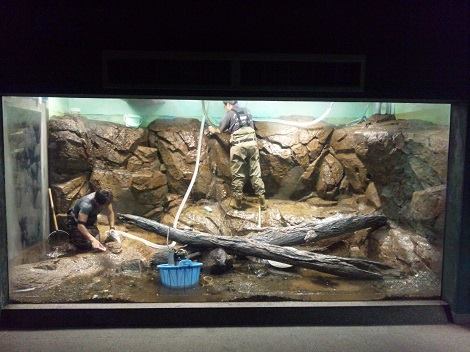 滋賀県立琵琶湖博物館（Lake - 水族展示のいくらかの水槽はすでに魚を