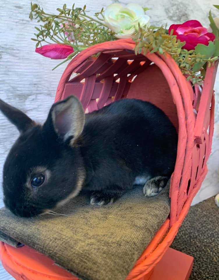 Red Rock Rabbitry