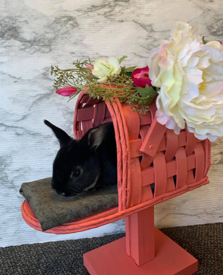 Red Rock Rabbitry