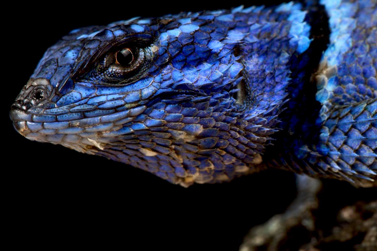 The minor lizard (Sceloporus minor)... - The Reptile Report