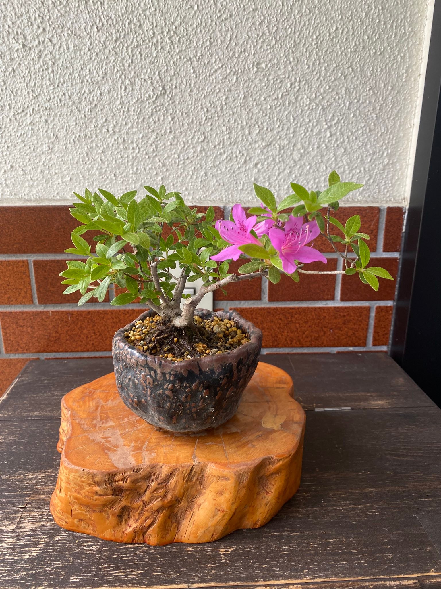 消えるかも オオカメノキ、ムシカリとも呼びます。山草店で買った山 