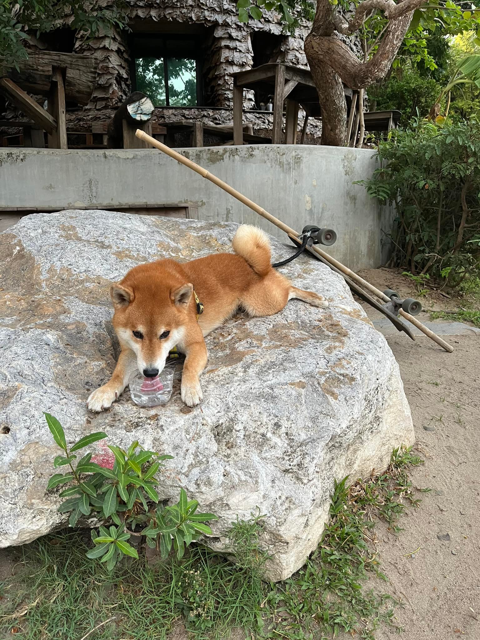 บูตะ หมาชิบะ นอร์ธปาร์ค - Buta Shiba Inu North Park | Bangkok