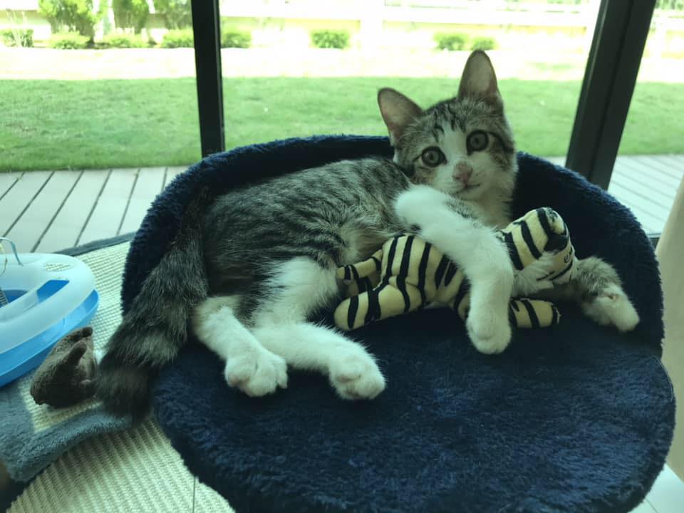 Stark Raving Cat added a new photo. - Stark Raving Cat
