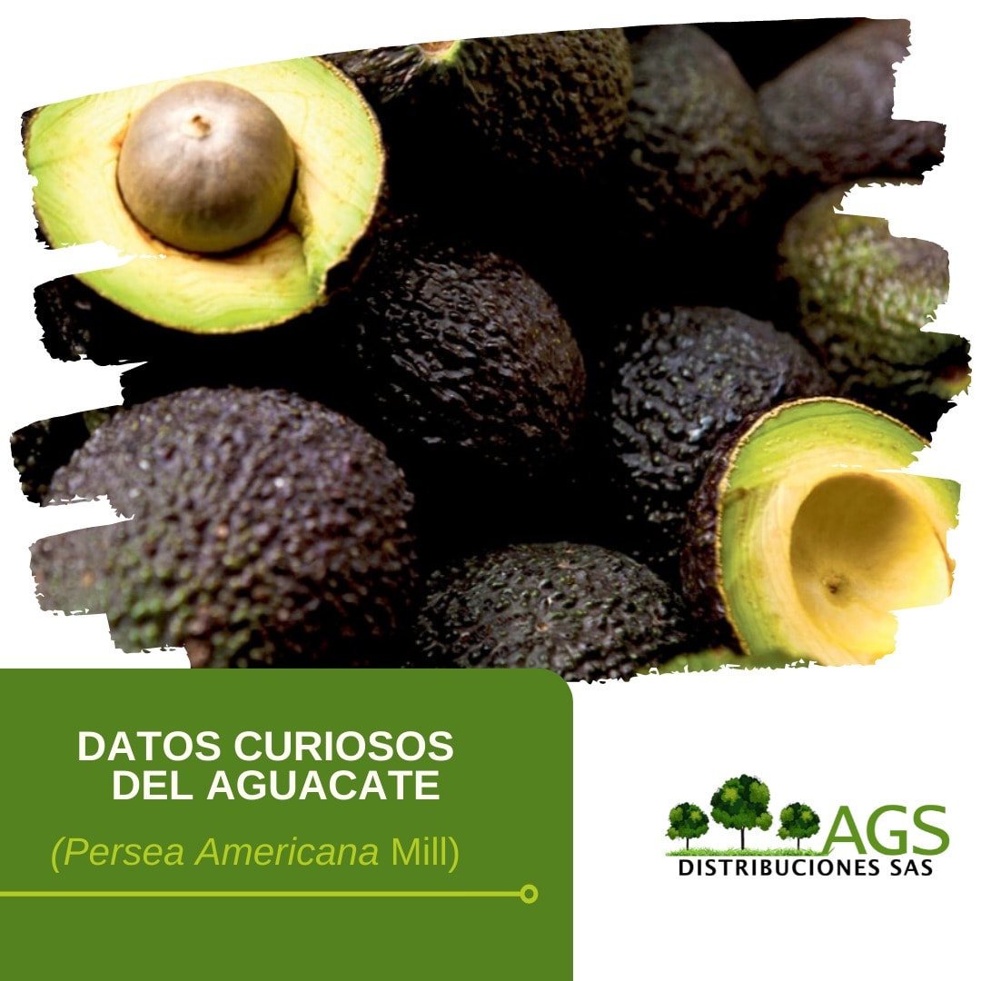 Agrosoluciones - ¿Sabes cuántas razas de aguacate existen?...