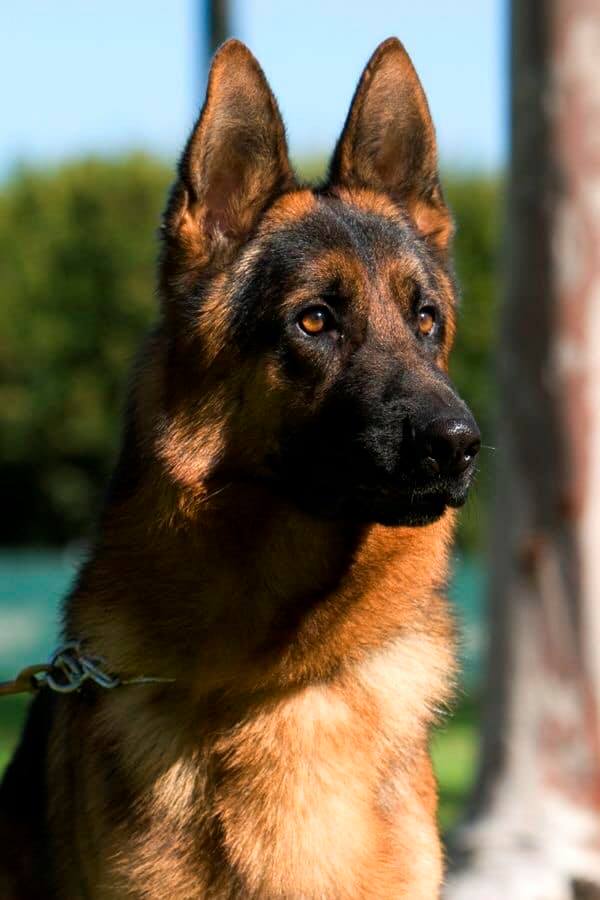 alman kurdu german shepherd dog publikacii facebook