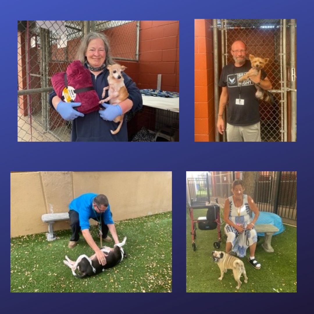 Haven for Hope - In honor of #nationaldogday we are...