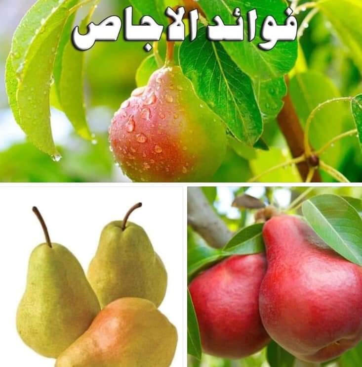 الكمثرى الإجاص وفوائده المركز الصحي زاوية الدهماني Facebook