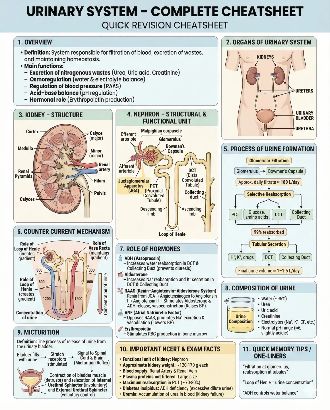 Arjun - URINARY SYSTEM – COMPLETE CHEATSHEET 🩺💧 From kidney structure ...