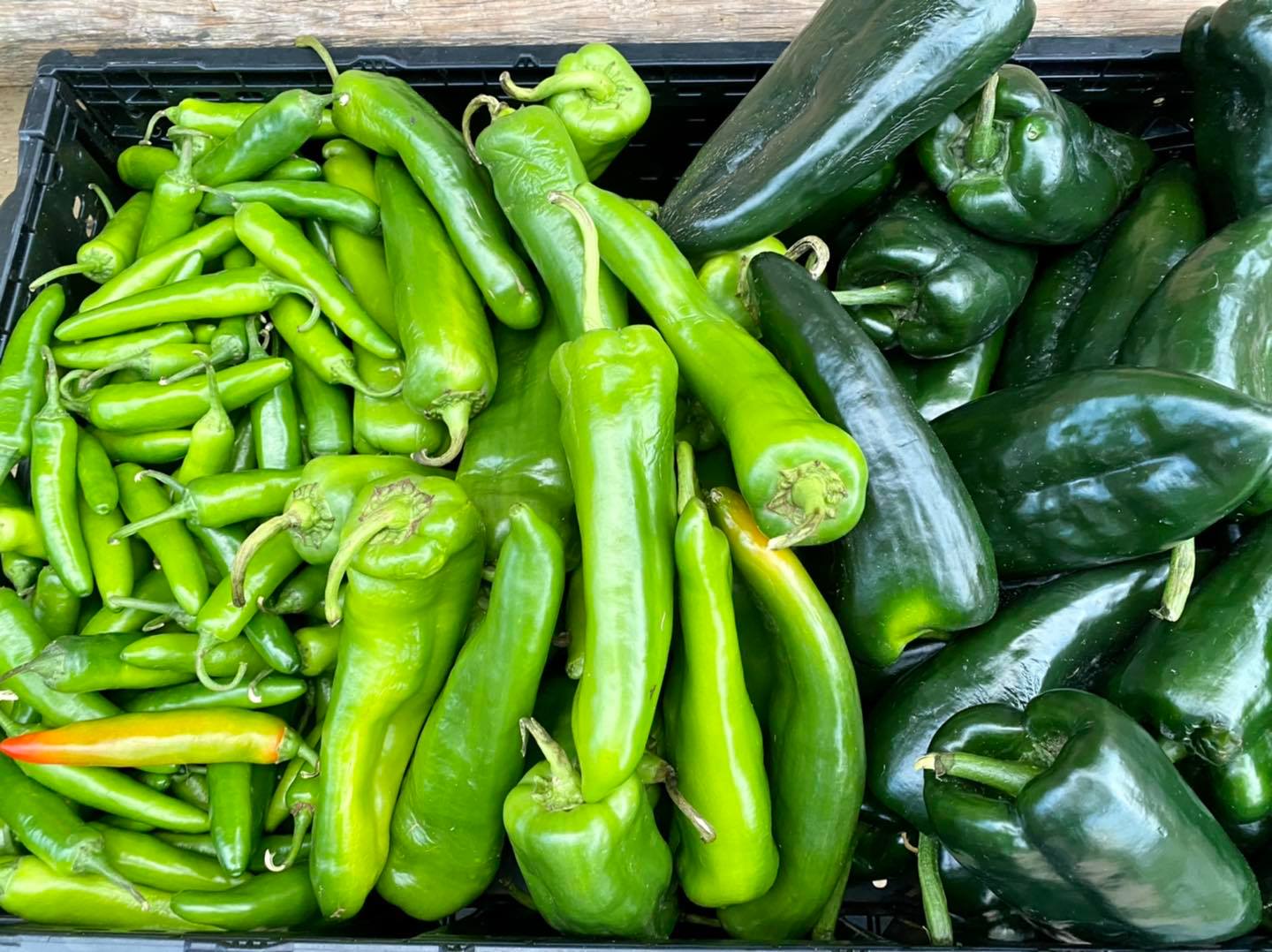 Gateway - It’s officially pepper fest as these plants and bushes are ...