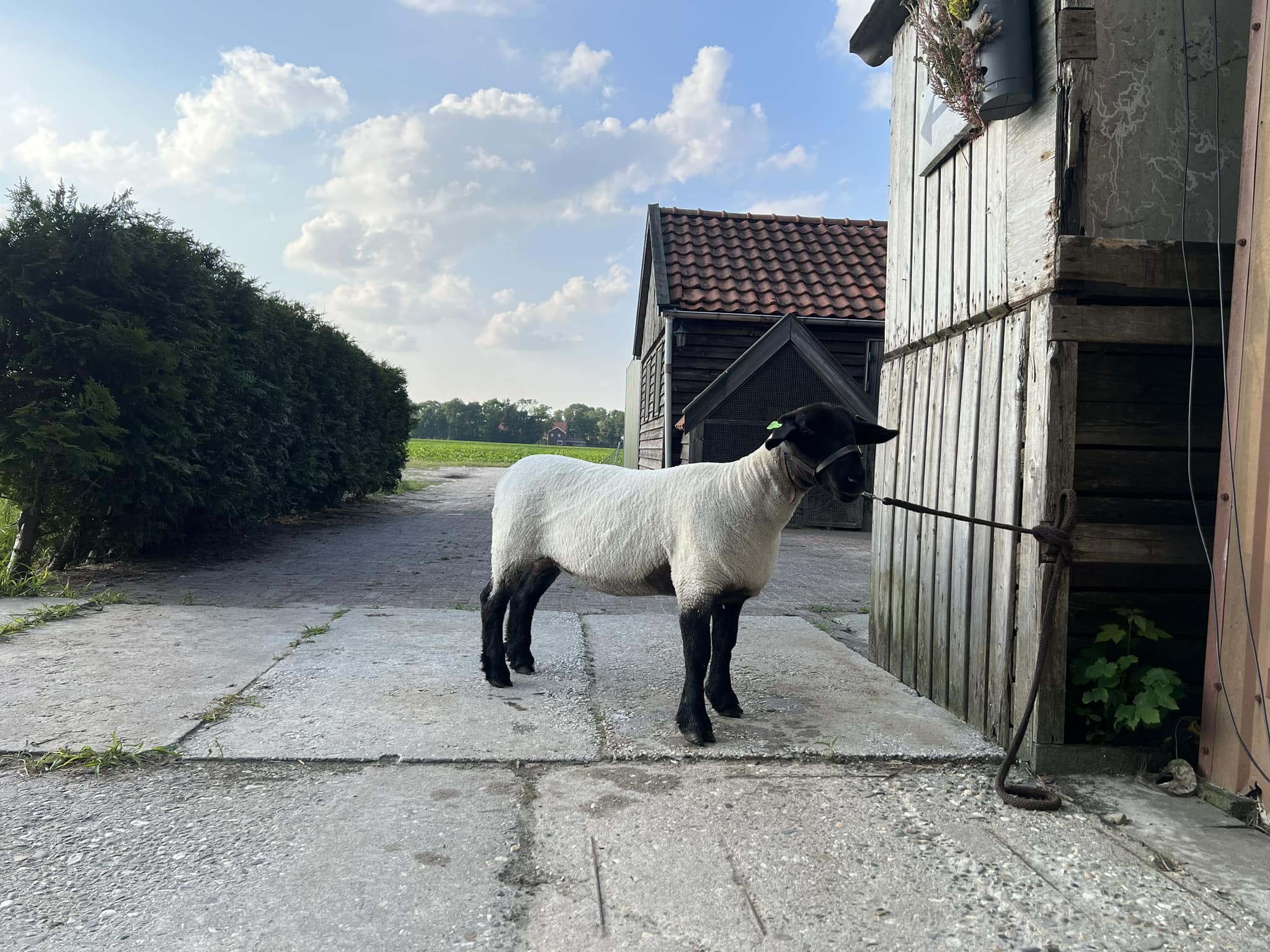Suffolk Stamboek Nederland