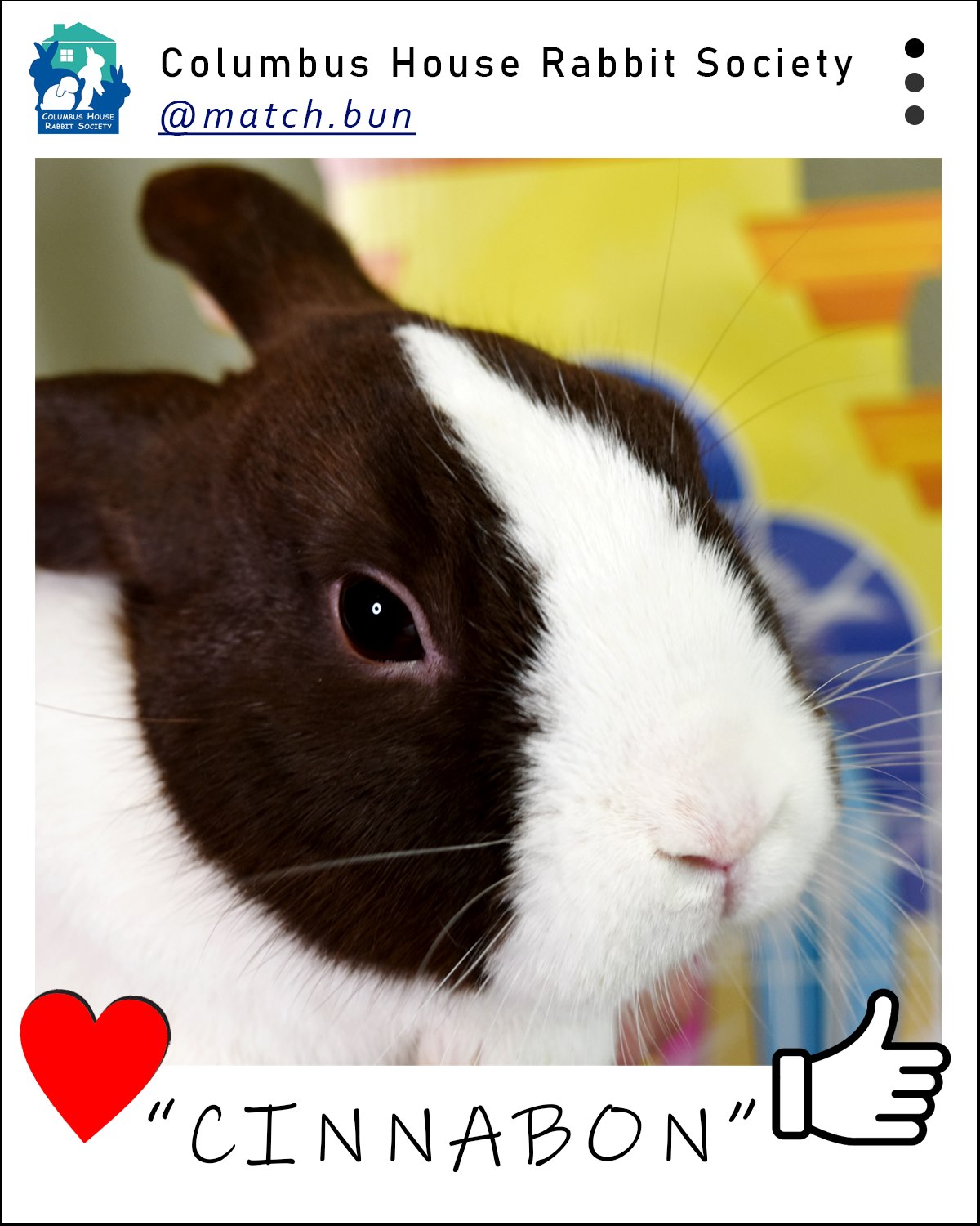 Meet Cinnabon, a young... - Columbus House Rabbit Society | Facebook