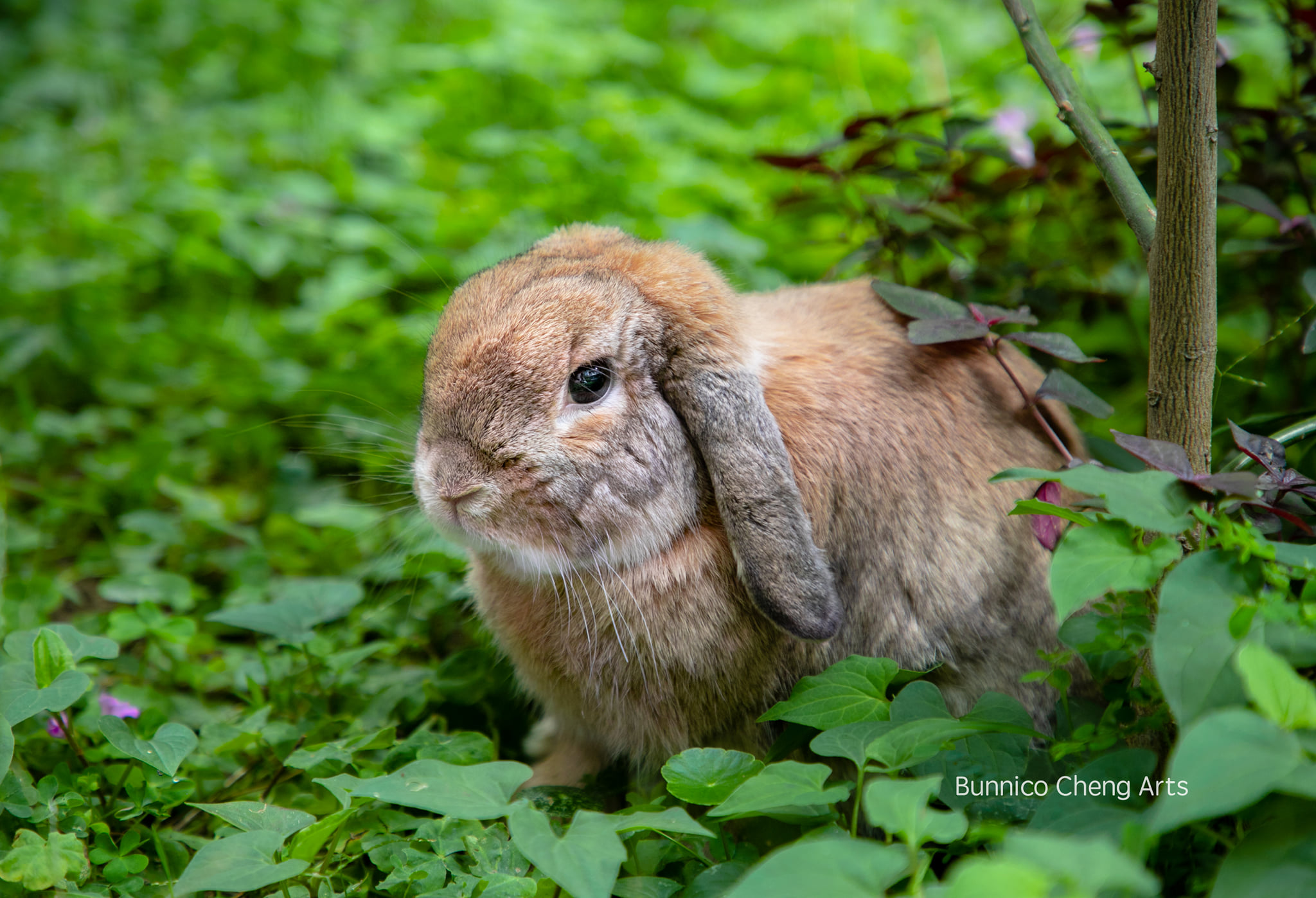 兔兔不說， 但一個眼神，勝過千言萬語～😏 -... - Friend Rabbit 友愛兔 | Facebook