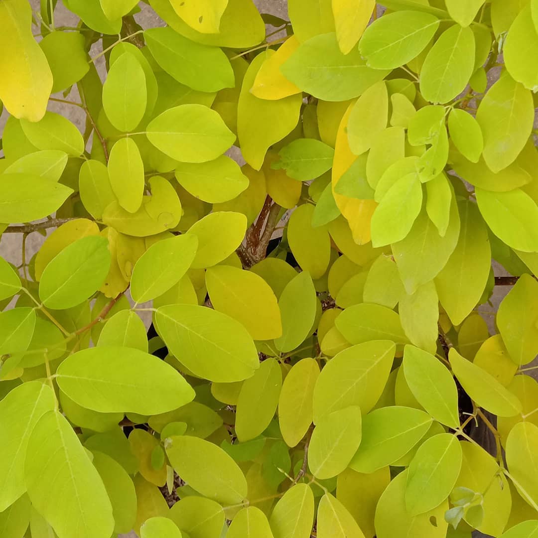 Golden Legium Tree... - JMC Ornamental Plant Trading