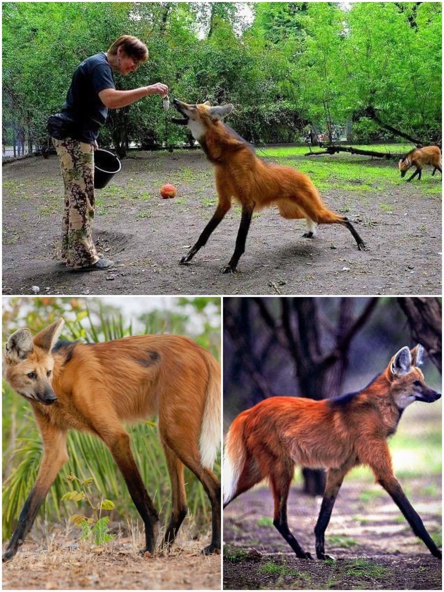 Direitos - O lobo-mapula (cientificamente conhecido como Chrysocyon ...