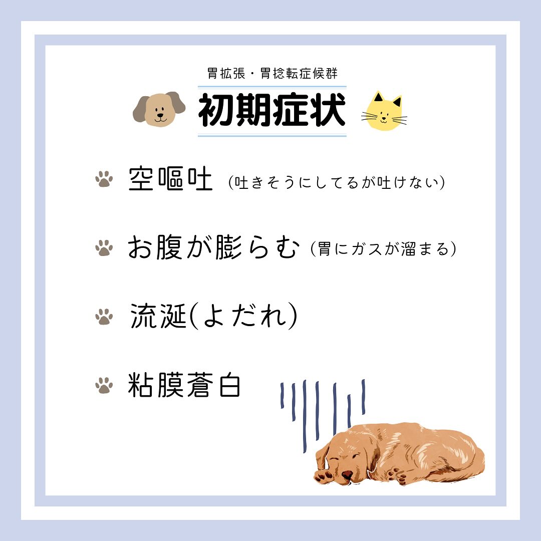 胃 捻転 犬 症状