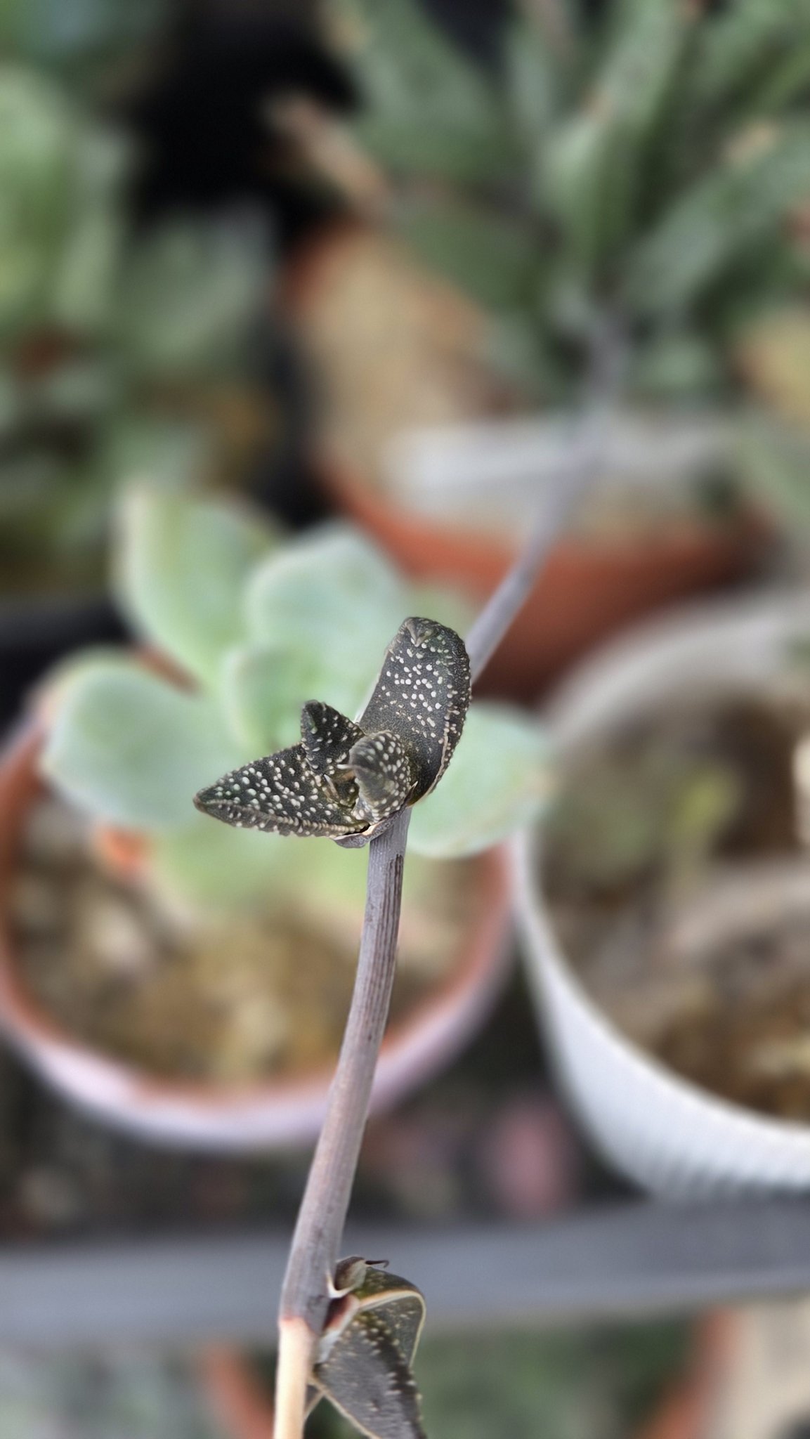 🌿P.hillii Bahia 