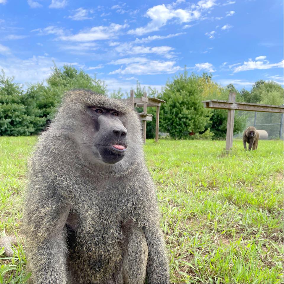 Peaceable Primate Sanctuary | Winamac IN