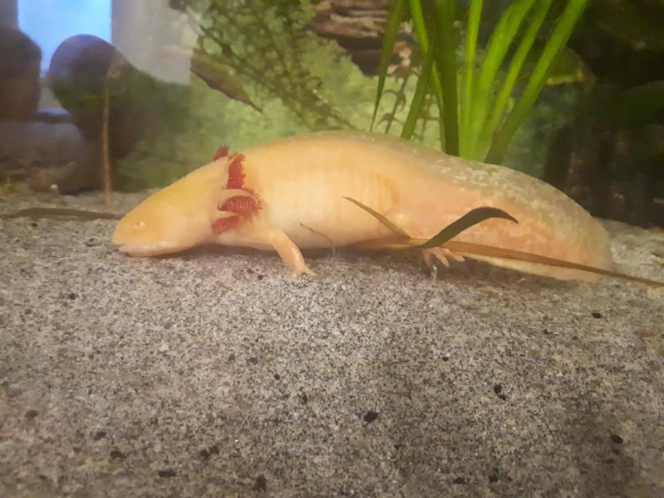 Axolotls Home Facebook