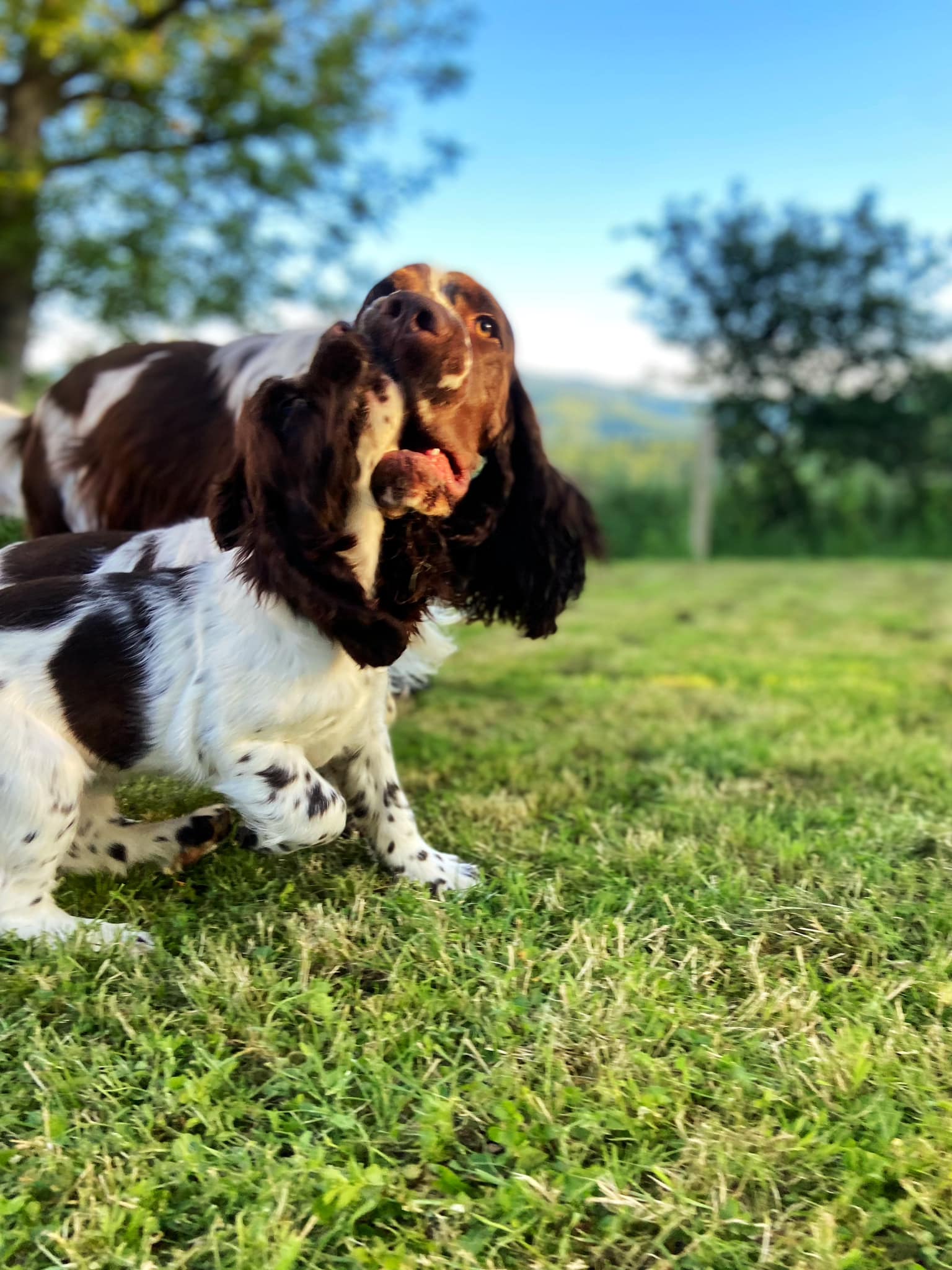 Temperion Springer Spaniels FCI | Sarajevo
