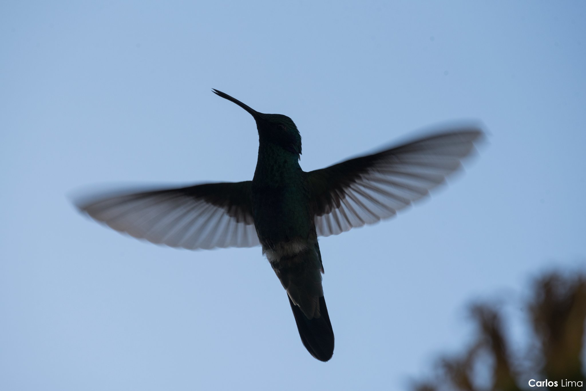 Colibrí Rutilante Sparkling... - Carlos Lima - Fotografía | Facebook