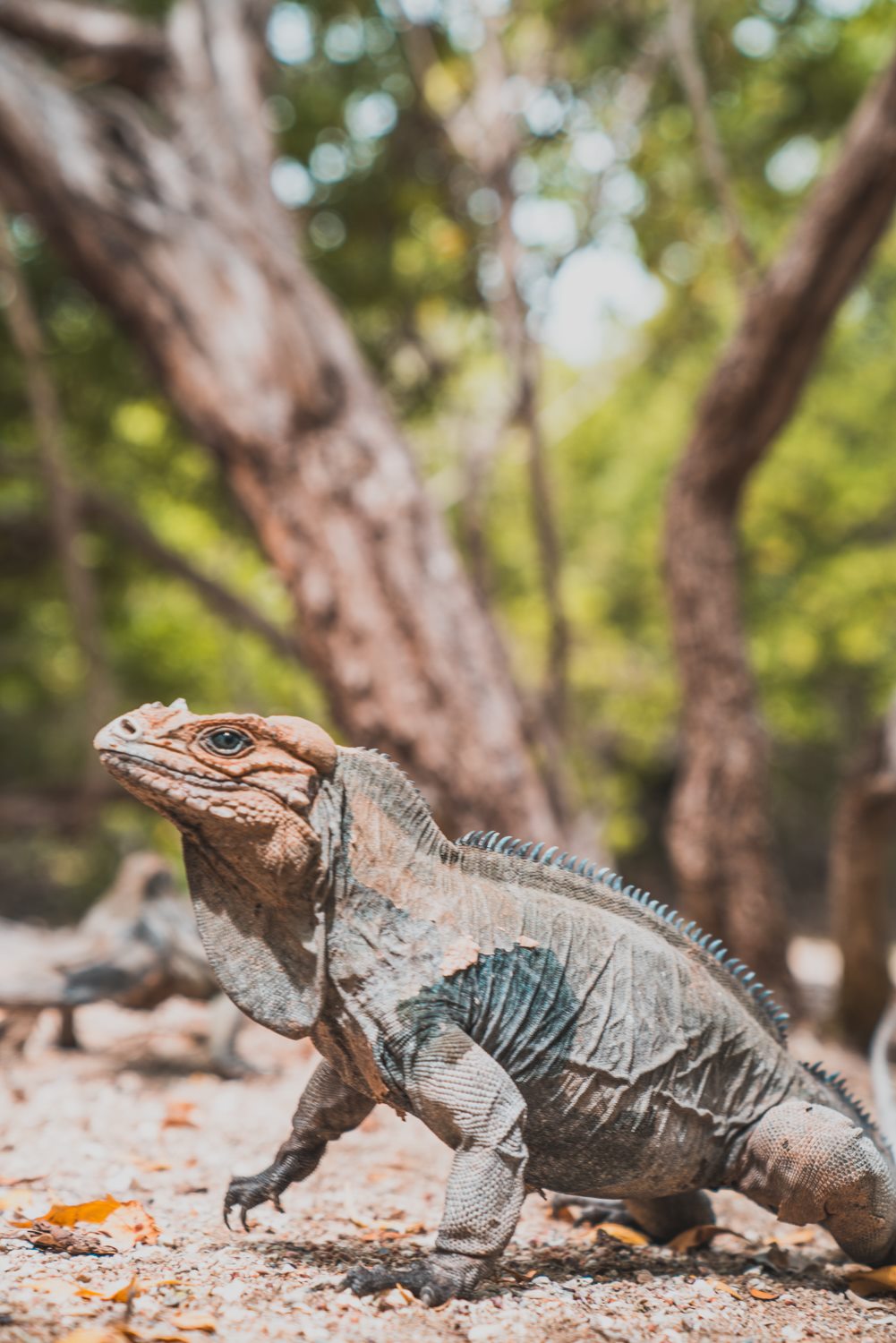 Animalesendemicosdelarepublicadominicana