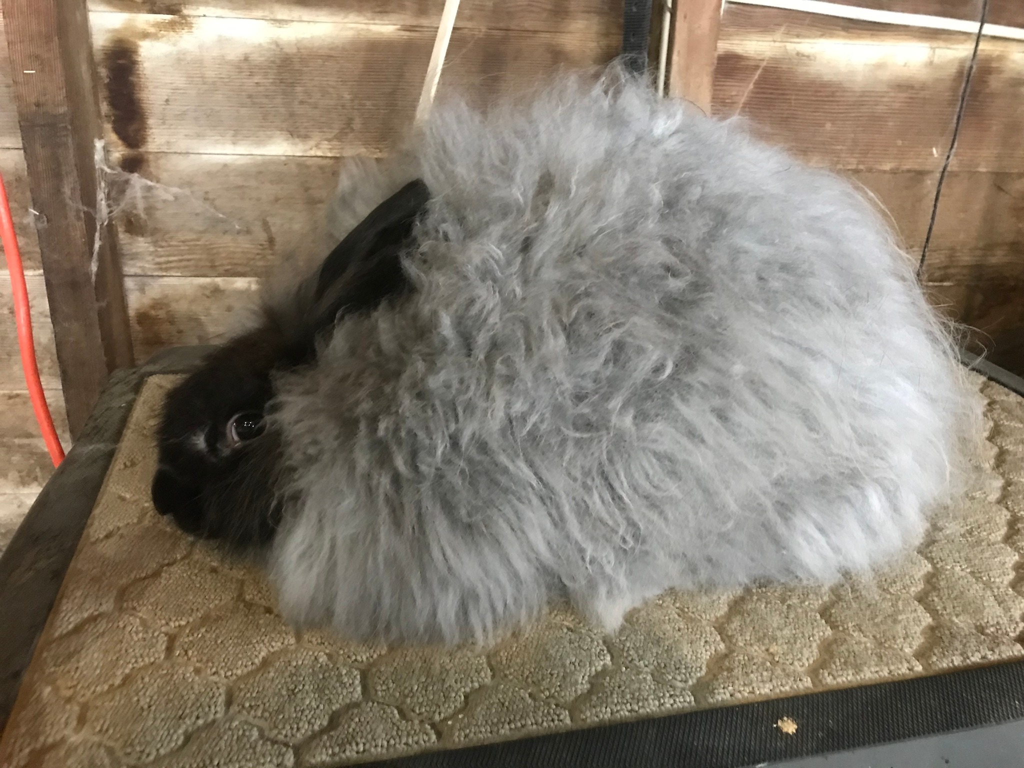 Pulaski Fluff Rabbitry - Giant Angora Rabbits in Jackson, MI