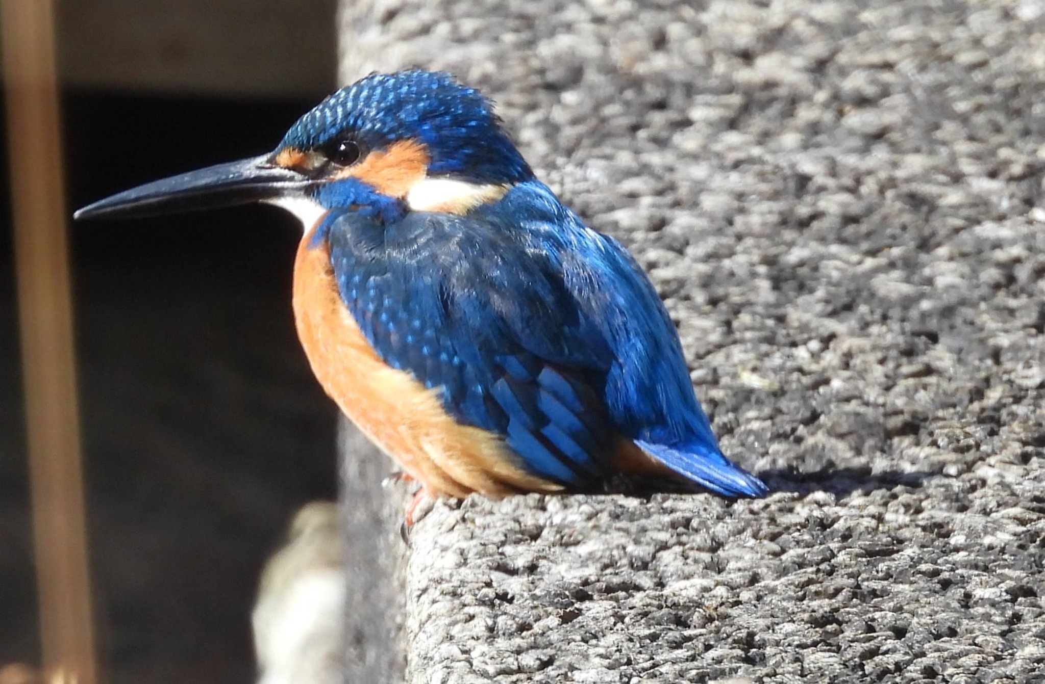 カワセミとアオサギ 県立の公園の池 寒くて風があって カワセミが顔を